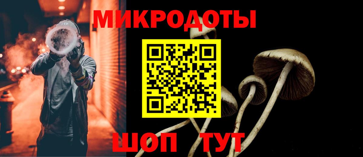 Галлюциногенные грибы Psilocybe Элиста