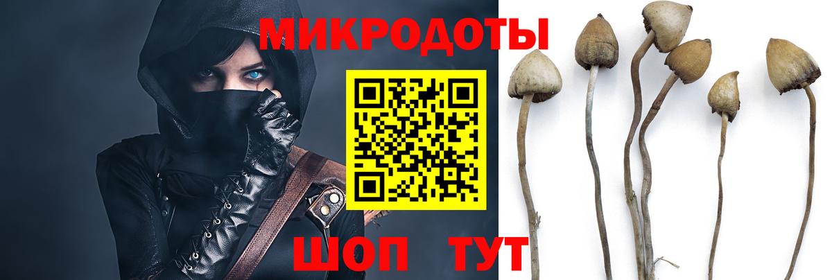 Псилоцибиновые грибы Psilocybe  Вход с VPN  Элиста  Псилоцибиновые грибы Magic Shrooms 